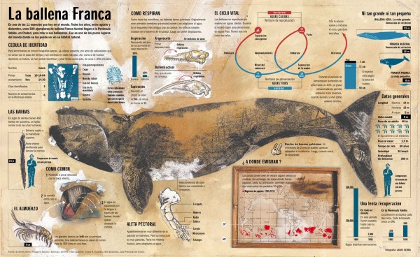 La ballena franca