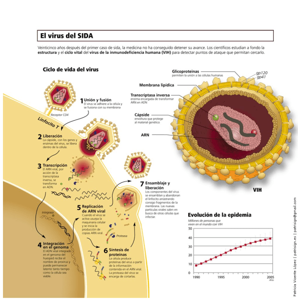 Ciclo de vida del SIDA