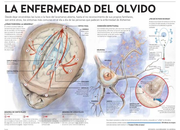 Alzheimer - la enfermedad del olvido