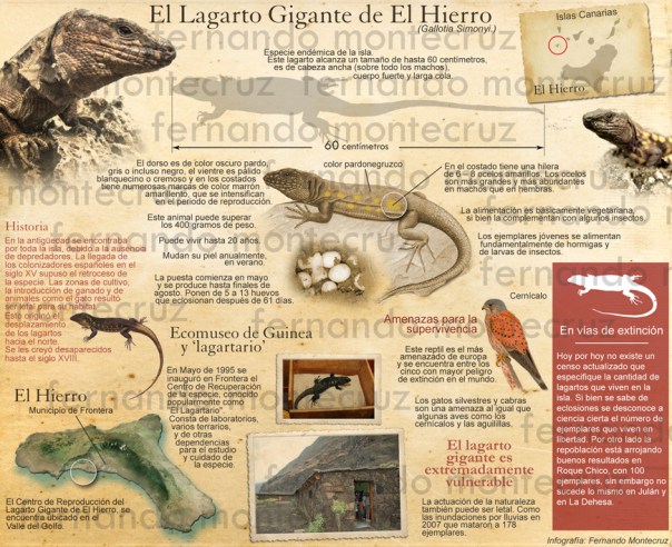 El lagarto gigante de El Hierro